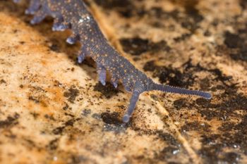 Media type: image;   Invertebrate Zoology 144608